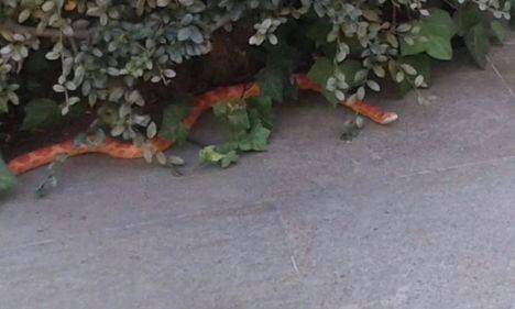 La Policía Local de Majadahonda recupera una serpiente tropical