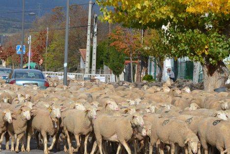 El rebaño de la trashumancia descansará en el Gurugú