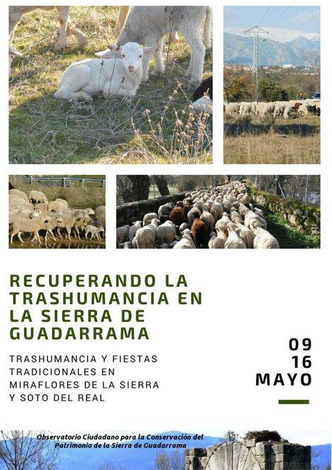 Las ovejas vuelven a la Sierra del Guadarrama con la Fiesta de la Trashumancia