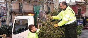 Servicio gratuito de recogida de árboles de navidad en El Escorial