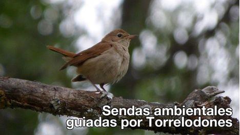 Sendas guiadas por Torrelodones durante febrero