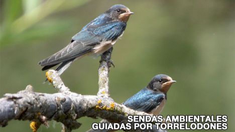 Sendas guiadas por Torrelodones durante abril