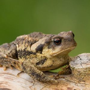 Los anfibios, grandes indicadores de calidad ambiental