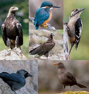 Alpedrete celebra el Día de las Aves con una nueva guía de la biodiversidad