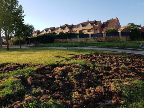 Los jabalíes se adentran en las zonas urbanas de Las Rozas