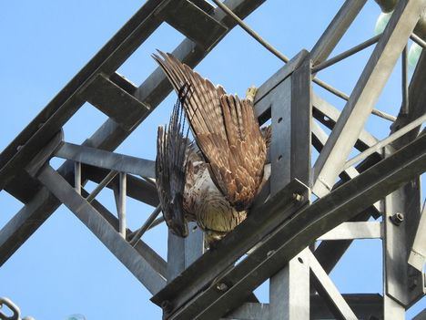 GREFA y los ingenieros se unen para evitar la electrocución de aves