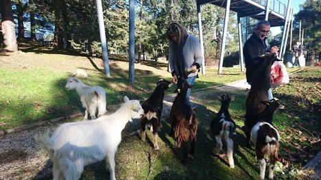 Un rebaño de cabras se instala en El Gurugú de Guadarrama
