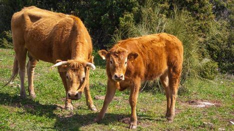 Aumentan las ayudas a la IGP Carne de la Sierra de Guadarrama