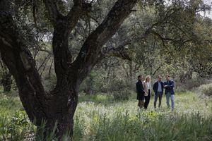 La Comunidad de Madrid trabaja en la clonación de los alcornoques centenarios de Las Rozas