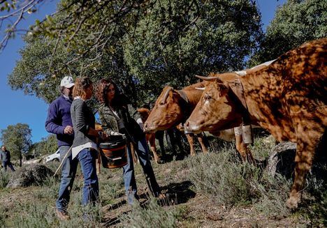 Cabras, ovejas, vacas y caballos se incorporan a la lucha contra los incendios forestales en la Comunidad de Madrid