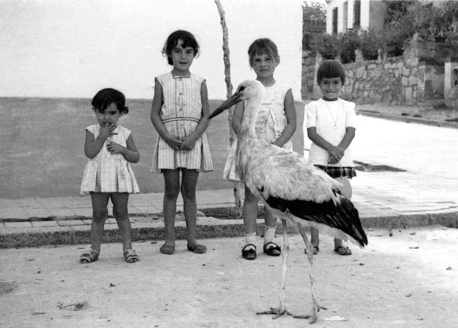 La historia de la cigüeña María, emblema de Las Rozas