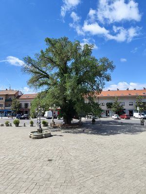 Guadarrama acoge un encuentro de expertos internacionales organizado por la Asociación Española de Arboricultura