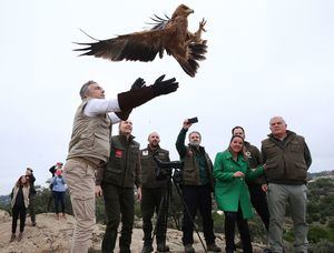 Medio Ambiente suelta en Galapagar un águila imperial ibérica rescatada el pasado mes de julio