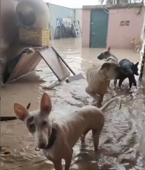 El Cuartel de la Guardia Civil de Torrelodones recoge este jueves alimentación para residencias de animales afectadas por la DANA