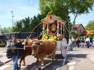 La Hermandad del Rocío de Las Rozas celebra su Romería por las calles de Las Matas