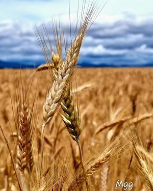 Los Molinos y Las Rozas albergan algunos de los rincones más bonitos de la región, según un certamen de Instagram