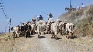 Galapagar celebrará el 15 de mayo, San Isidro, la I Fiesta de la Trashumancia