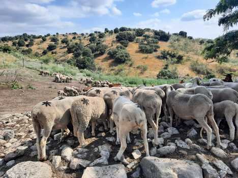 El rebaño trashumante de Jesús Garzón recorre la Sierra de Guadarrama en su regreso a los pastos del norte de España