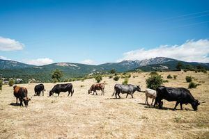 Pilar Martín pide desde Cercedilla al Gobierno central que no ignore las necesidades del campo y el sector ganadero