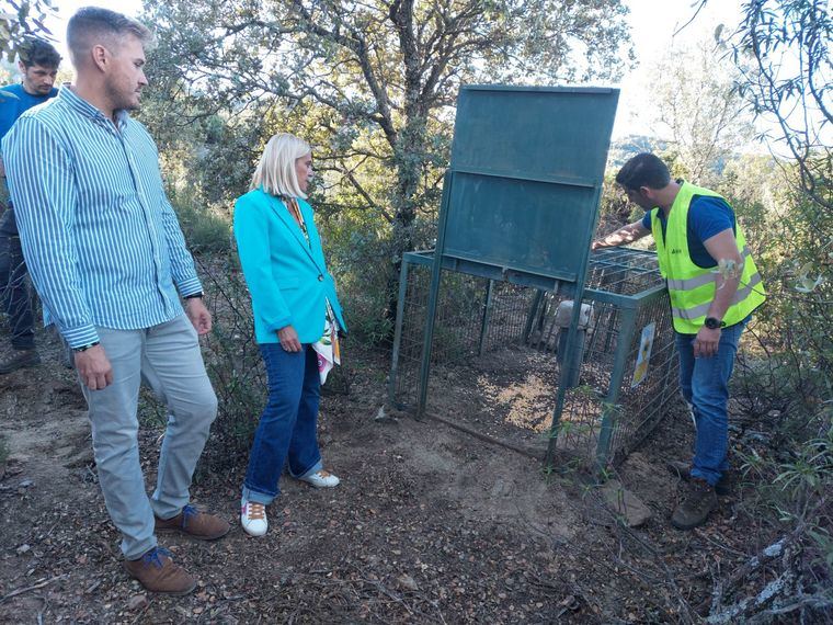 Cámaras, trampas, repelentes y hasta GPS ayudan a controlar la presencia de jabalíes en Collado Villalba