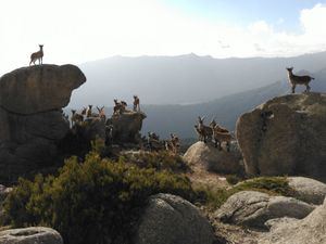 La Comunidad de Madrid anuncia la creación de una reserva biolgenética de cabra montés en el Parque Nacional