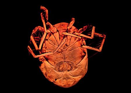 Investigadores del Museo Nacional de Ciencias Naturales descubren una nueva especie de ácaro en las charcas de Alpedrete