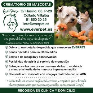 La despedida que se merece tu mascota con Everpet