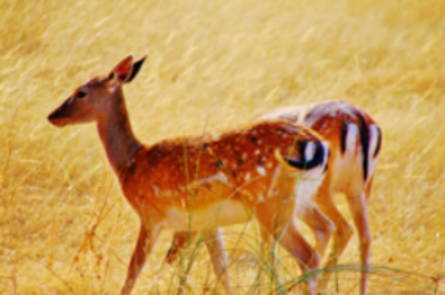 La fauna ibérica en imágenes