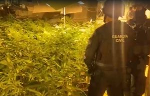 Desarticulan un grupo criminal que cultivaba marihuana viviendas de localidades como Becerril de la Sierra