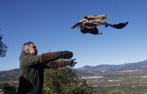 Avellana y Madroño, una pareja de águilas imperiales, vuelan desde hoy libres por los cielos de Moralzarzal tras su paso por el CRAS