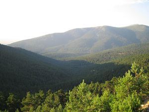 La Comunidad de Madrid invierte más de 1,3 millones de euros en la mejora de los pinares de ribera del Parque Nacional