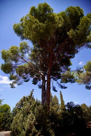 Las Rozas recibe por quinto año consecutivo el premio ‘Tree Cities of the World’ de la FAO