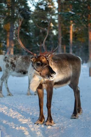 Papá Noel y sus renos visitan El Escorial y Los Arroyos este fin de semana