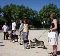Apúntate al nuevo curso de adiestramiento canino 