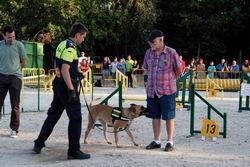 Ciudadanos caninos obedientes