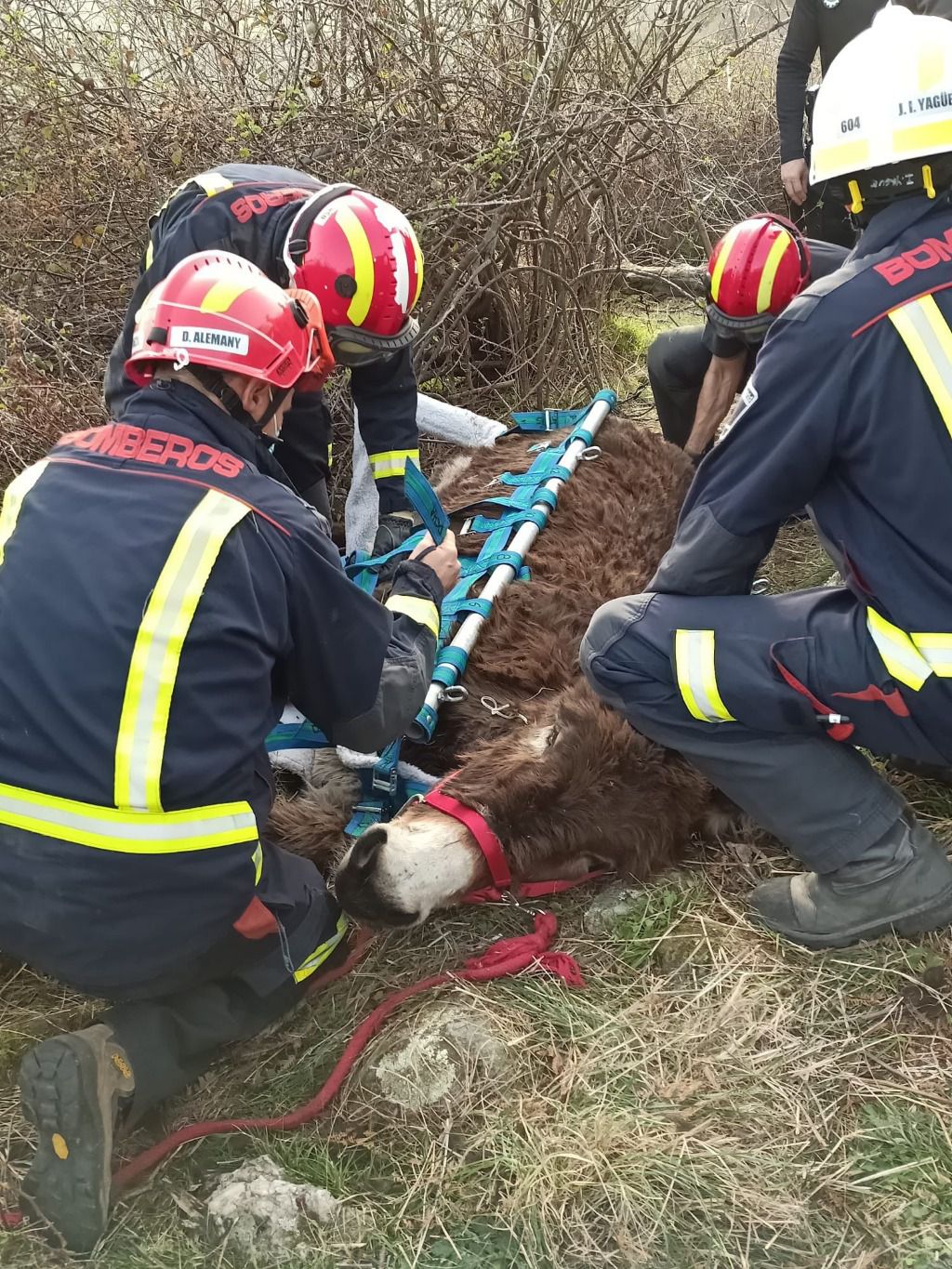 Un momento del rescate de la burra Olivia